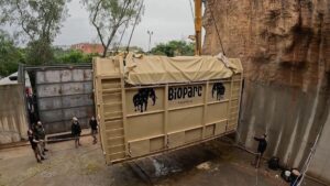 asi ha sido el complejo traslado de una elefanta prenada desde bioparc valencia a hungria 16 9 aspec da39 scaled 1