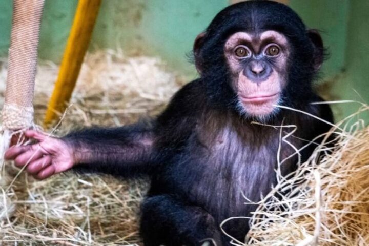 el emotivo encuentro de ekon con su papa en el bioparc valencia 16 9 aspect ratio default 0 da39 scaled 1