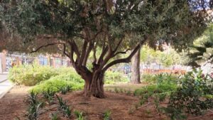 1120 Plantacio jardins Torrefiel i Benimaclet