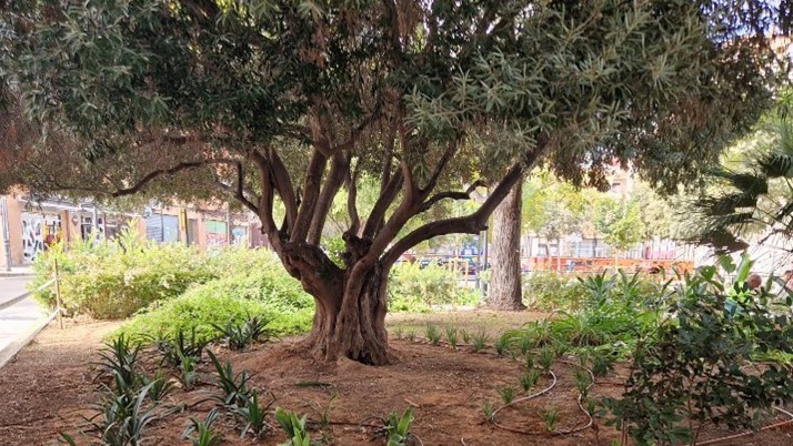 1120 Plantacio jardins Torrefiel i Benimaclet