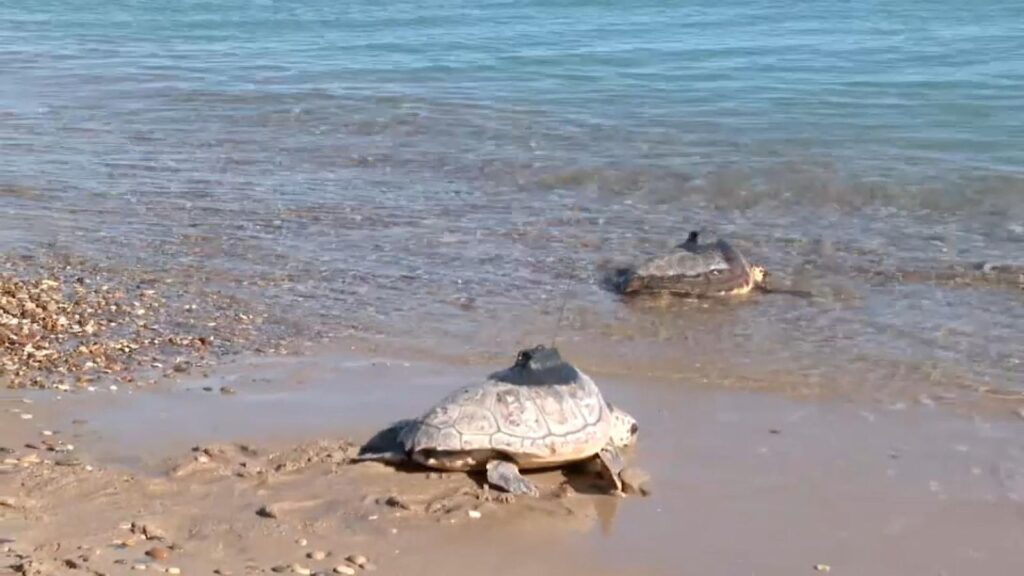 3a3f4ccc e2e6 48bb 83d9 bfe032ae6c0b 16 9 aspect ratio 1600w 0