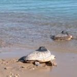 3a3f4ccc e2e6 48bb 83d9 bfe032ae6c0b 16 9 aspect ratio 1600w 0