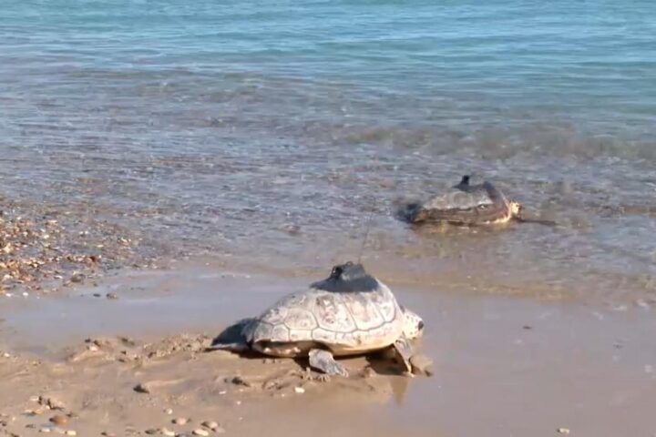 3a3f4ccc e2e6 48bb 83d9 bfe032ae6c0b 16 9 aspect ratio 1600w 0