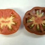 7621cda9e1ff9aa64772cbffe4da6a3238841fba