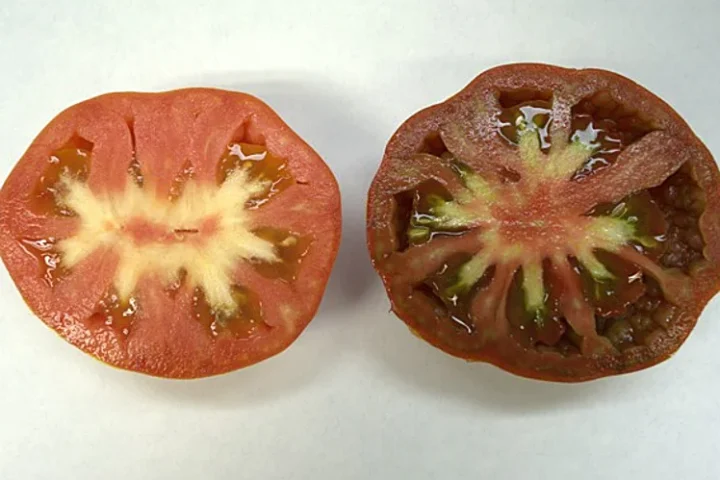 7621cda9e1ff9aa64772cbffe4da6a3238841fba