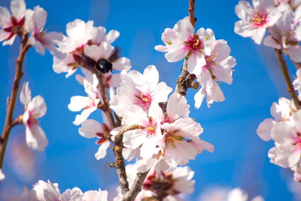 7 de noviembre: Día Mundial del Turrón, el dulce más emblemático del Mediterráneo 5 Flor de almendro scaled 1