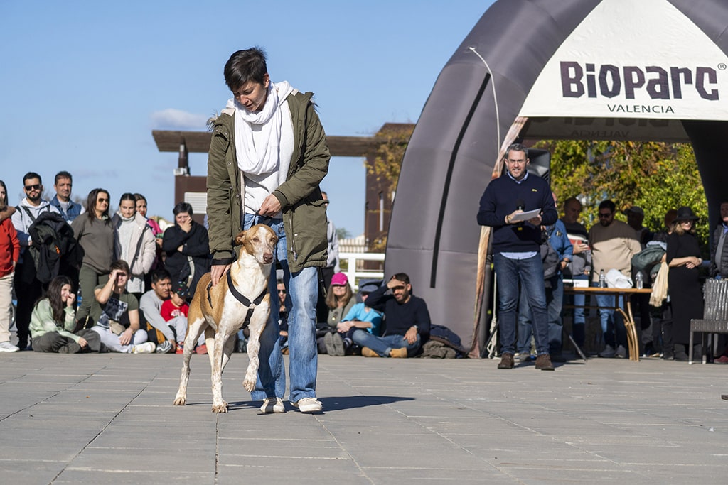 Maximo Huerta presentando el 23 desfile de perros abandonados de AUPA y BIOPARC