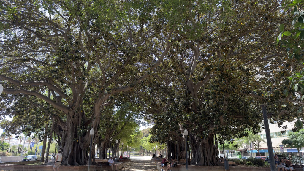 Parque de Canalejas el paseo de los grandes ficus junto al mar en Alicante 1