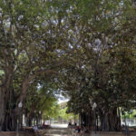 Parque de Canalejas el paseo de los grandes ficus junto al mar en Alicante 1