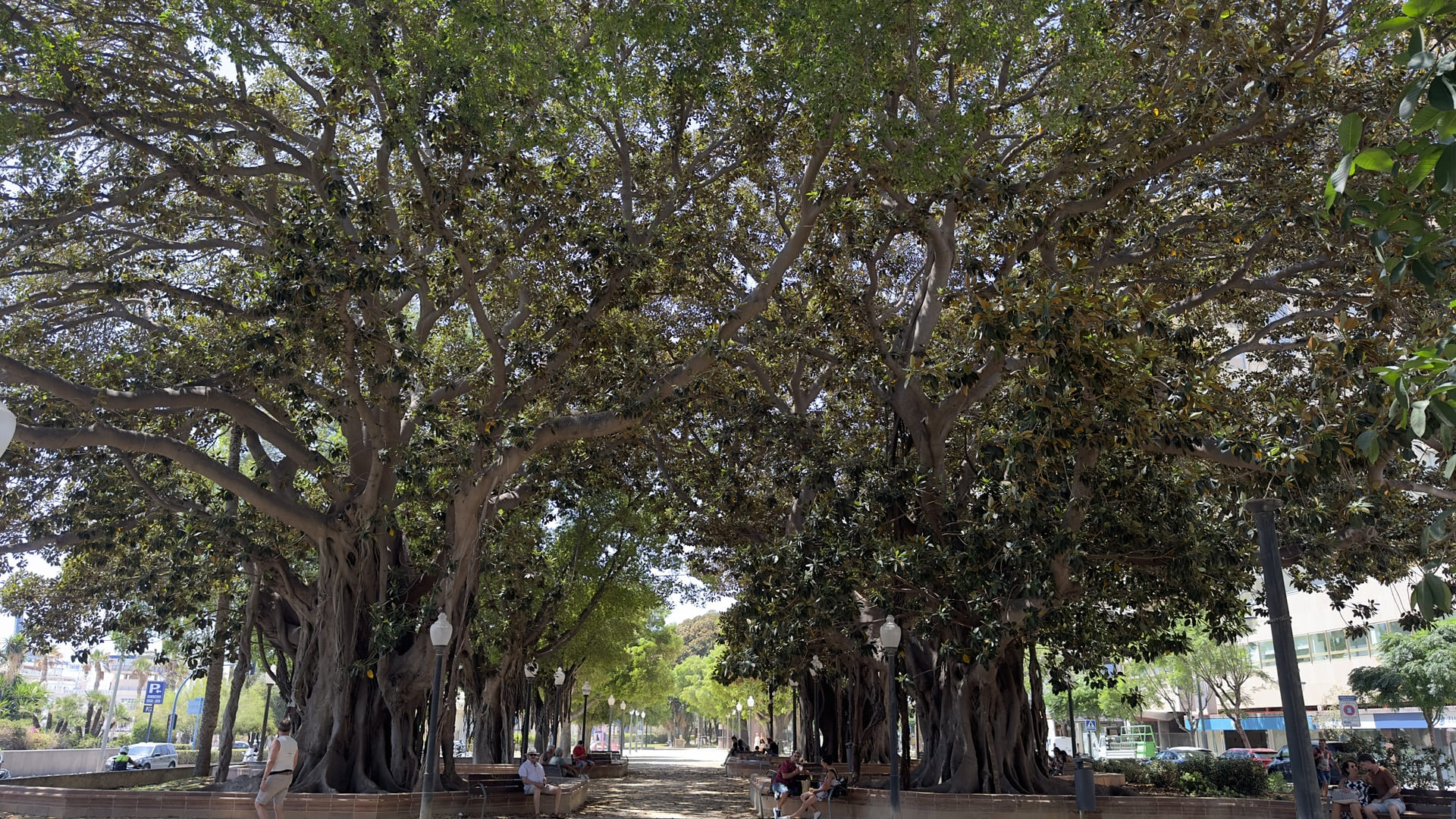 Parque de Canalejas el paseo de los grandes ficus junto al mar en Alicante 1