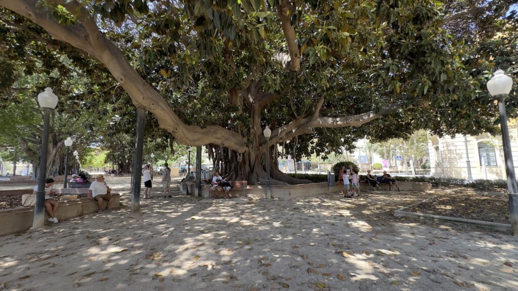 Parque de Canalejas el paseo de los grandes ficus junto al mar en Alicante 3