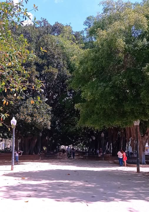 Parque de Canalejas el paseo de los grandes ficus junto al mar en Alicante 4