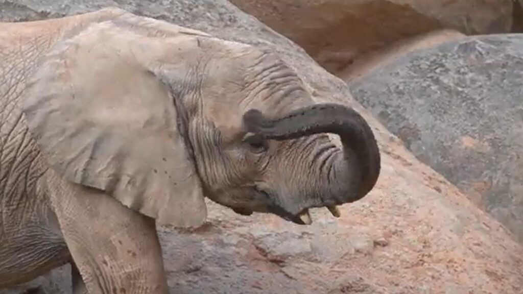 la elefanta makena cumple tres anos en el bioparc valencia 16 9 aspect ratio default 0 da39