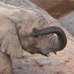 la elefanta makena cumple tres anos en el bioparc valencia 16 9 aspect ratio default 0 da39