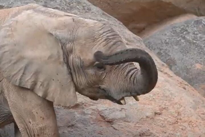 la elefanta makena cumple tres anos en el bioparc valencia 16 9 aspect ratio default 0 da39