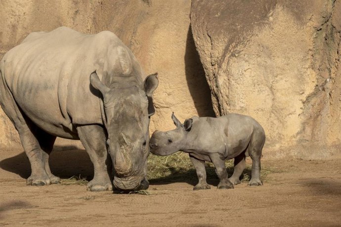 fotonoticia 20251226095923 690