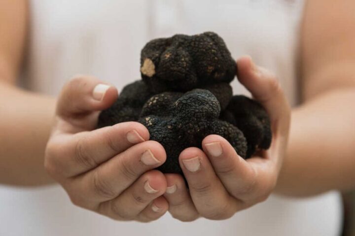 Cazador de Trufas Turisme Vinaros scaled 1