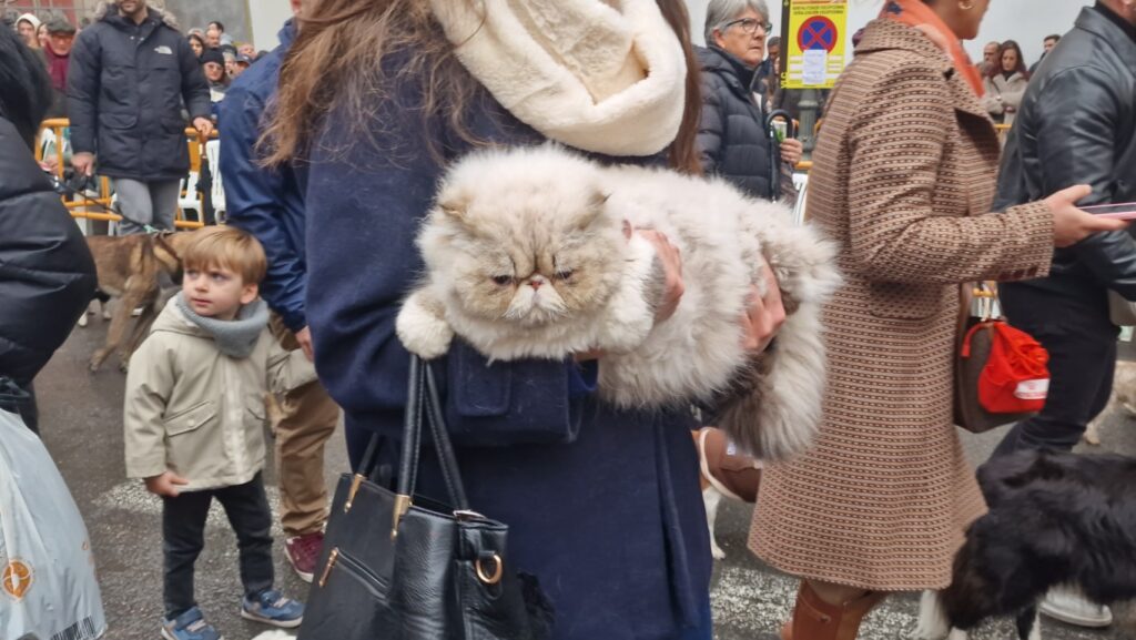 El día en que Valencia vuelve a bendecir a sus animales (y por qué esta edición ha sido especial) 97 bendicion de animales de la calle Sagunto reune a miles de personas en Valencia por San Antonio Abad 20260117 104730 134 Mediana