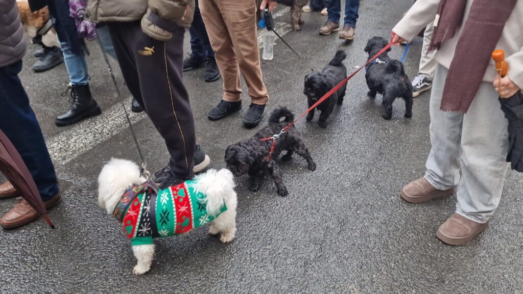 El día en que Valencia vuelve a bendecir a sus animales (y por qué esta edición ha sido especial) 99 bendicion de animales de la calle Sagunto reune a miles de personas en Valencia por San Antonio Abad 20260117 104730 139 Mediana