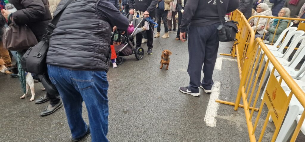 El día en que Valencia vuelve a bendecir a sus animales (y por qué esta edición ha sido especial) 107 bendicion de animales de la calle Sagunto reune a miles de personas en Valencia por San Antonio Abad 20260117 104730 153 Mediana