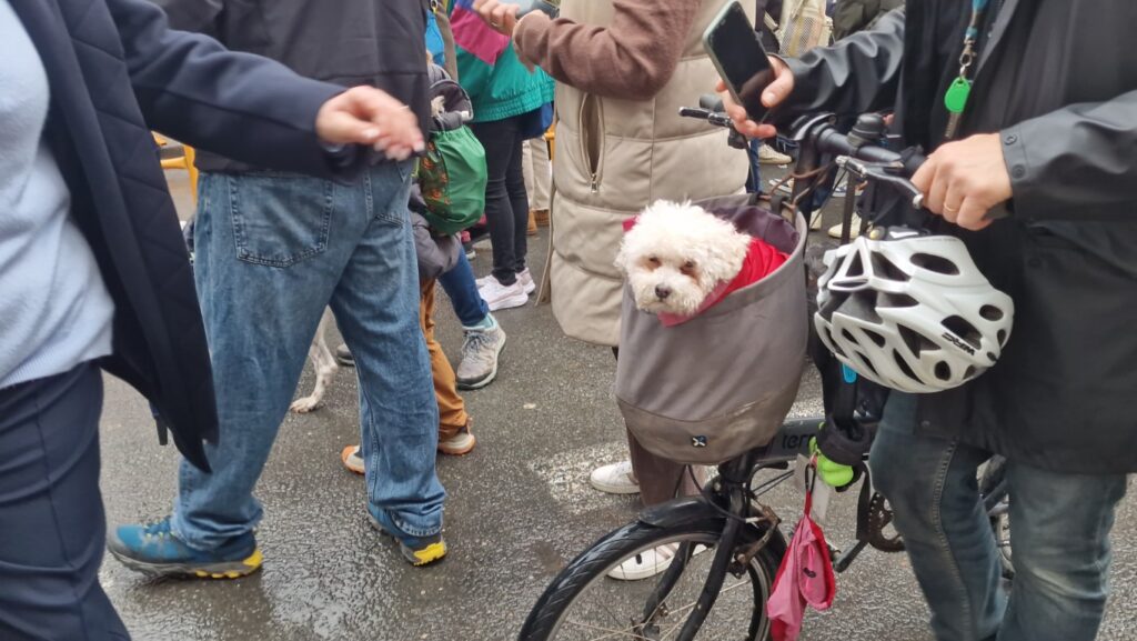 El día en que Valencia vuelve a bendecir a sus animales (y por qué esta edición ha sido especial) 109 bendicion de animales de la calle Sagunto reune a miles de personas en Valencia por San Antonio Abad 20260117 104730 156 Mediana