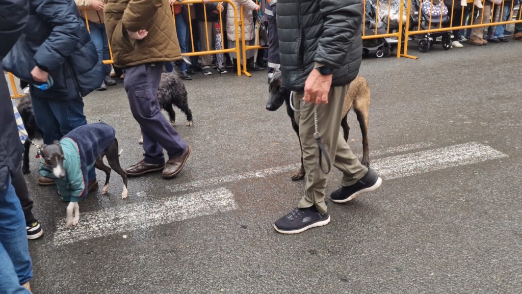 El día en que Valencia vuelve a bendecir a sus animales (y por qué esta edición ha sido especial) 117 bendicion de animales de la calle Sagunto reune a miles de personas en Valencia por San Antonio Abad 20260117 104730 172 Mediana