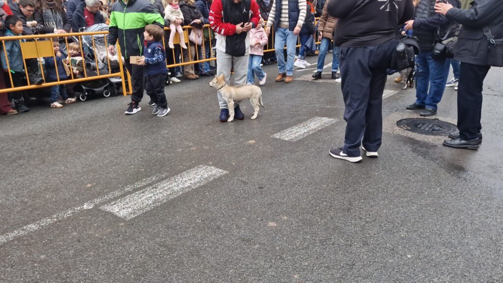 El día en que Valencia vuelve a bendecir a sus animales (y por qué esta edición ha sido especial) 118 bendicion de animales de la calle Sagunto reune a miles de personas en Valencia por San Antonio Abad 20260117 104730 173 Mediana