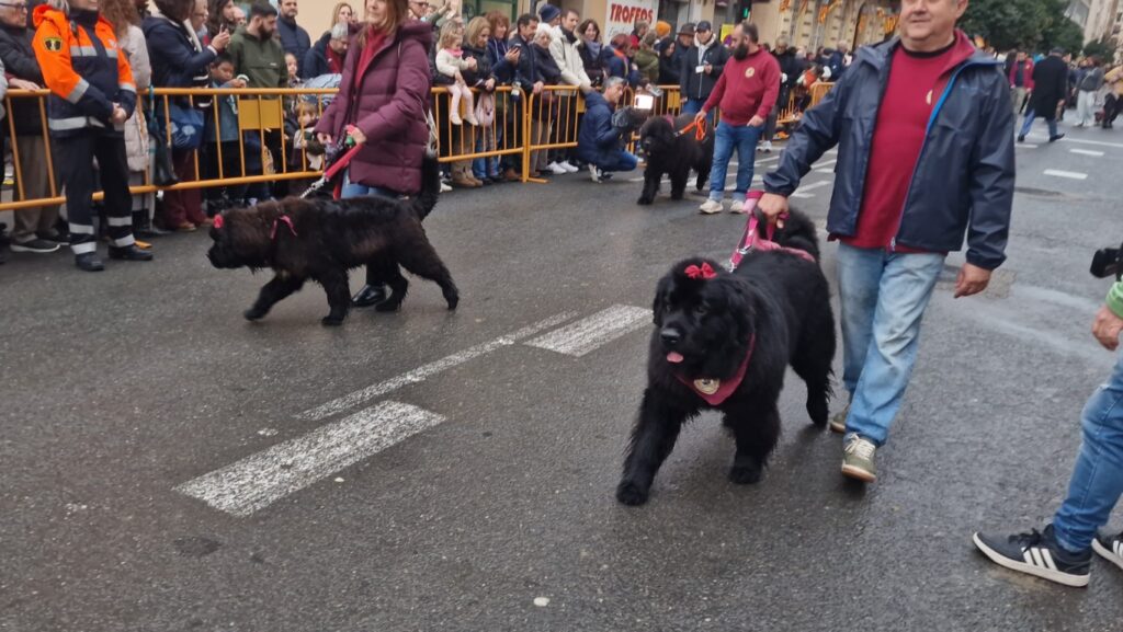 El día en que Valencia vuelve a bendecir a sus animales (y por qué esta edición ha sido especial) 132 bendicion de animales de la calle Sagunto reune a miles de personas en Valencia por San Antonio Abad 20260117 104730 196 Mediana