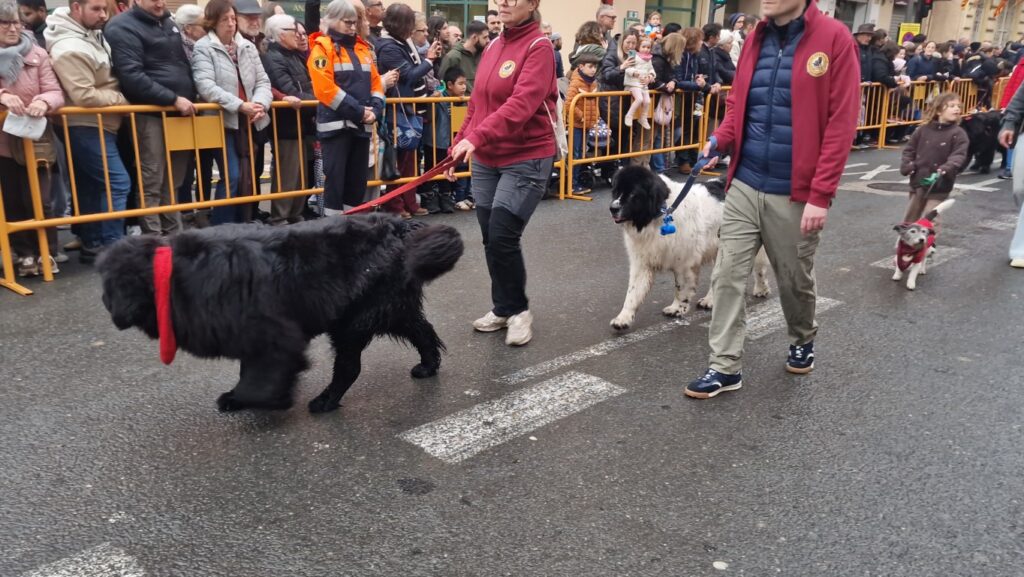 El día en que Valencia vuelve a bendecir a sus animales (y por qué esta edición ha sido especial) 133 bendicion de animales de la calle Sagunto reune a miles de personas en Valencia por San Antonio Abad 20260117 104730 199 Mediana