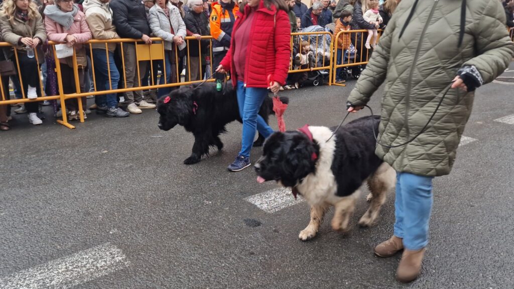 El día en que Valencia vuelve a bendecir a sus animales (y por qué esta edición ha sido especial) 134 bendicion de animales de la calle Sagunto reune a miles de personas en Valencia por San Antonio Abad 20260117 104730 200 Mediana