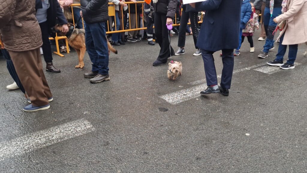 El día en que Valencia vuelve a bendecir a sus animales (y por qué esta edición ha sido especial) 135 bendicion de animales de la calle Sagunto reune a miles de personas en Valencia por San Antonio Abad 20260117 104730 201 Mediana