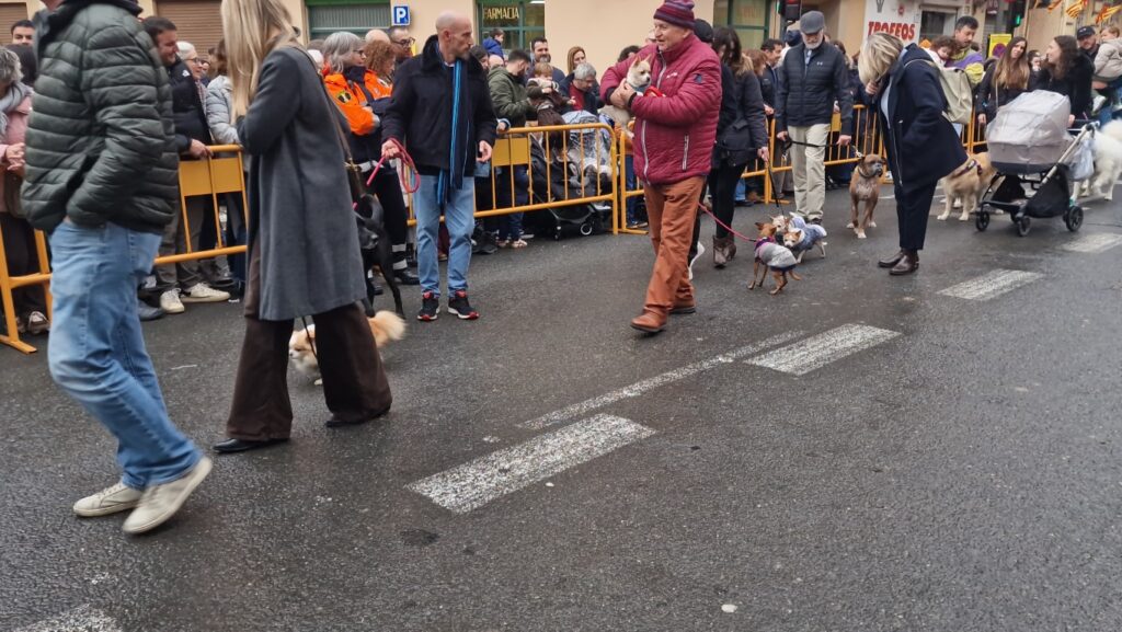 El día en que Valencia vuelve a bendecir a sus animales (y por qué esta edición ha sido especial) 137 bendicion de animales de la calle Sagunto reune a miles de personas en Valencia por San Antonio Abad 20260117 104730 203 Mediana