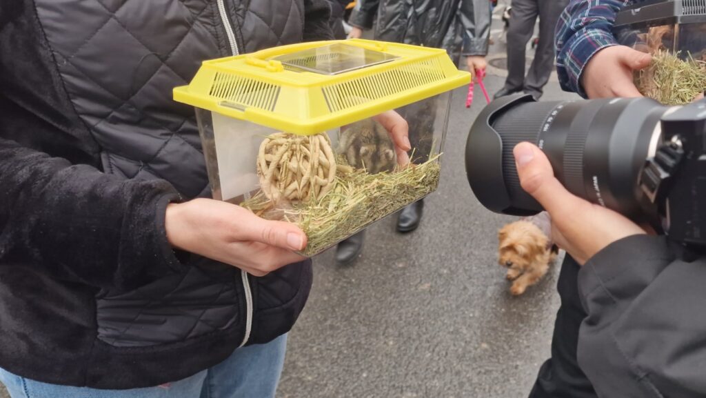 El día en que Valencia vuelve a bendecir a sus animales (y por qué esta edición ha sido especial) 138 bendicion de animales de la calle Sagunto reune a miles de personas en Valencia por San Antonio Abad 20260117 104730 205 Mediana