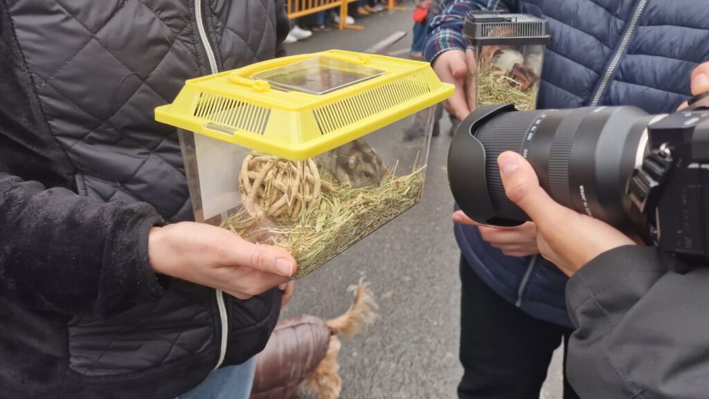 El día en que Valencia vuelve a bendecir a sus animales (y por qué esta edición ha sido especial) 139 bendicion de animales de la calle Sagunto reune a miles de personas en Valencia por San Antonio Abad 20260117 104730 206 Mediana