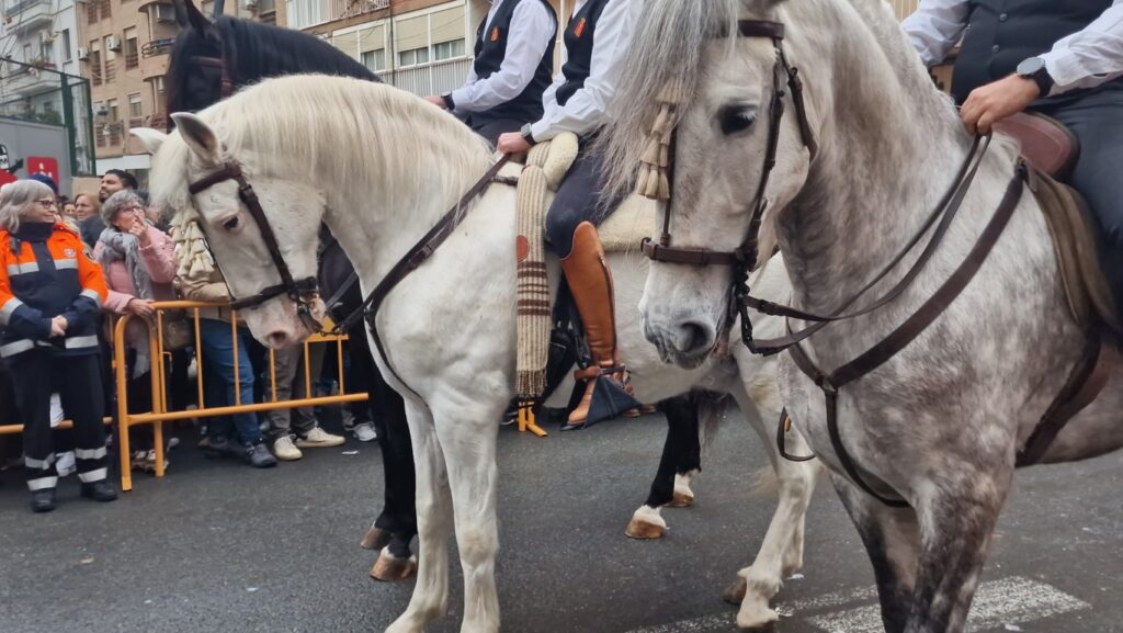 El día en que Valencia vuelve a bendecir a sus animales (y por qué esta edición ha sido especial) 203 bendicion de animales de la calle Sagunto reune a miles de personas en Valencia por San Antonio Abad 20260117 104730 348 Mediana