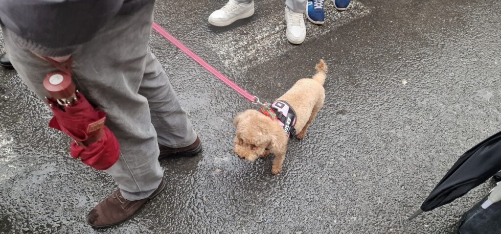 El día en que Valencia vuelve a bendecir a sus animales (y por qué esta edición ha sido especial) 25 bendicion de animales de la calle Sagunto reune a miles de personas en Valencia por San Antonio Abad 20260117 104730 86 Mediana