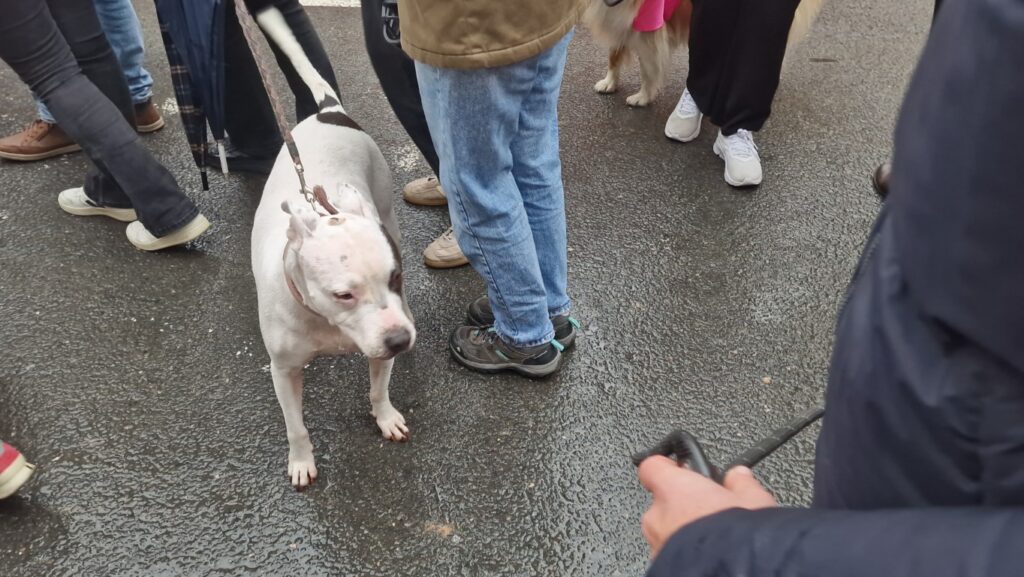 El día en que Valencia vuelve a bendecir a sus animales (y por qué esta edición ha sido especial) 26 bendicion de animales de la calle Sagunto reune a miles de personas en Valencia por San Antonio Abad 20260117 104730 87 Mediana