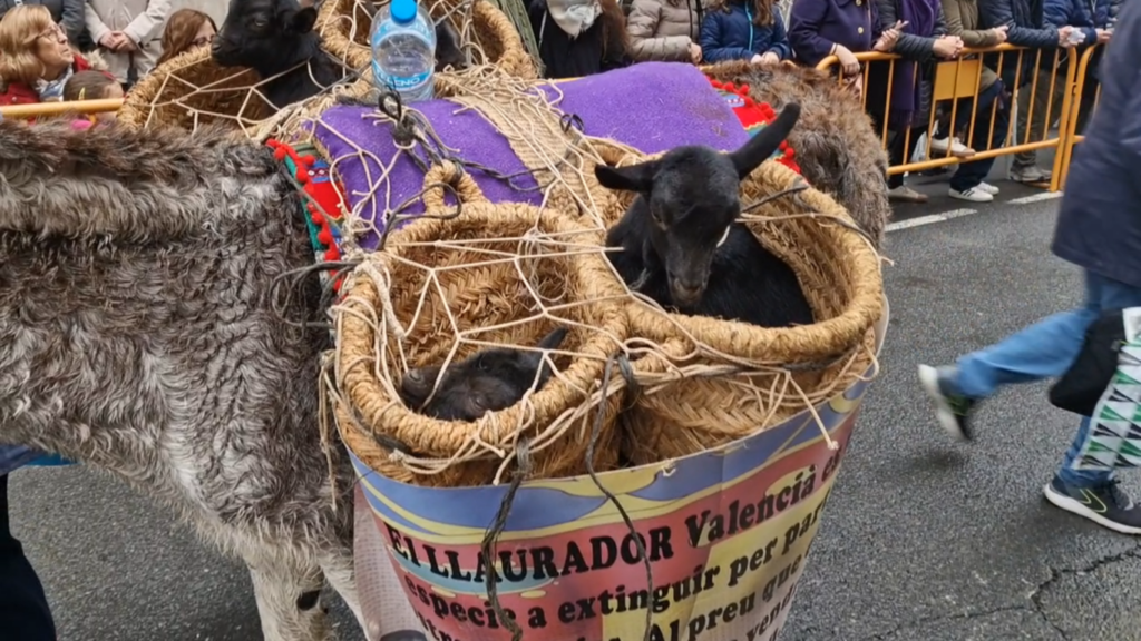 El día en que Valencia vuelve a bendecir a sus animales (y por qué esta edición ha sido especial) 53 san antonio abad valencia 2026 25 Mediana