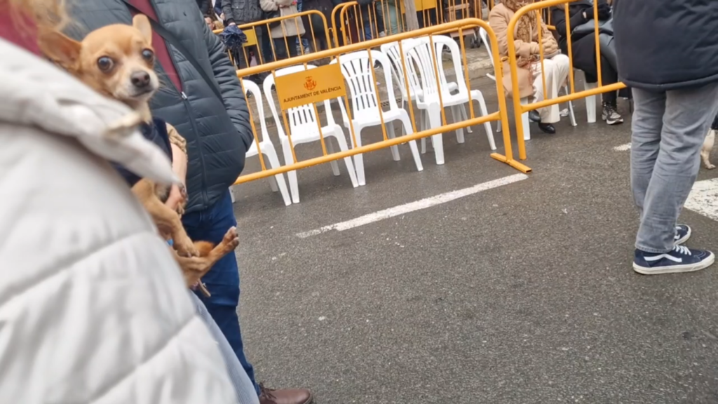El día en que Valencia vuelve a bendecir a sus animales (y por qué esta edición ha sido especial) 62 san antonio abad valencia 2026 4 Mediana