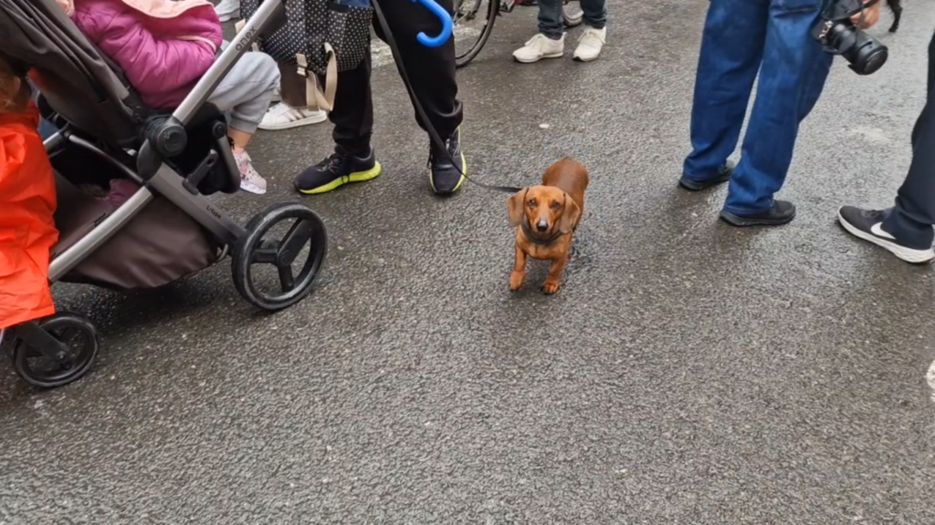 san antonio abad valencia 2026 5 Mediana 1