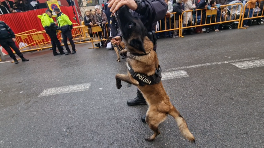 El día en que Valencia vuelve a bendecir a sus animales (y por qué esta edición ha sido especial) 65 san antonio abad valencia 2026 7 Mediana
