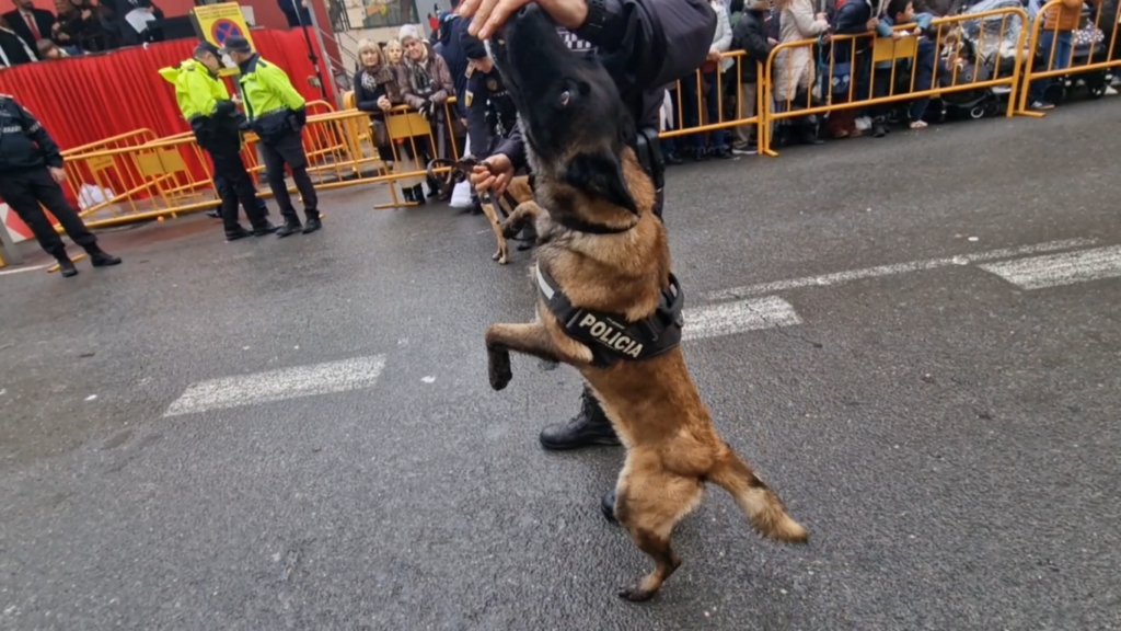 El día en que Valencia vuelve a bendecir a sus animales (y por qué esta edición ha sido especial) 66 san antonio abad valencia 2026 8 Mediana