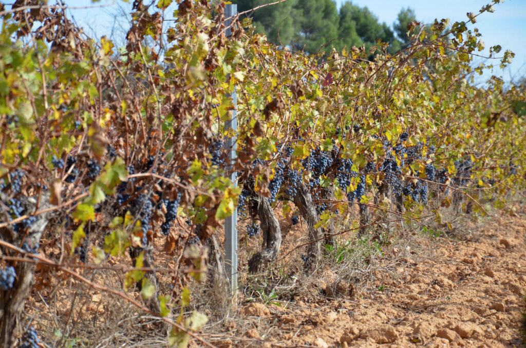 vinya eco ITT Requena 2