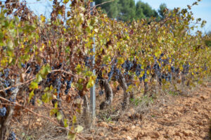 vinya eco ITT Requena 2