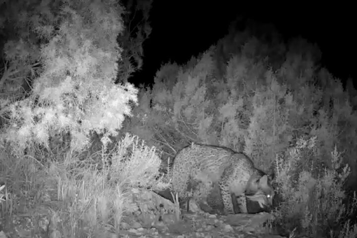 260220 Programa lince nocturno