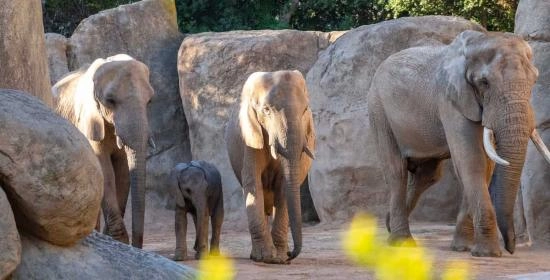Manada de elefantes Tooth el nuevo macho y Malik la cria nacida en 2024 BIOPARC Valencia 2