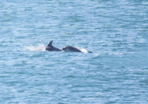 delfines k0oB RTdbPJNkhKQpD2n4PO3pLeP 1200x840@Las Provincias fotor 20260209112749
