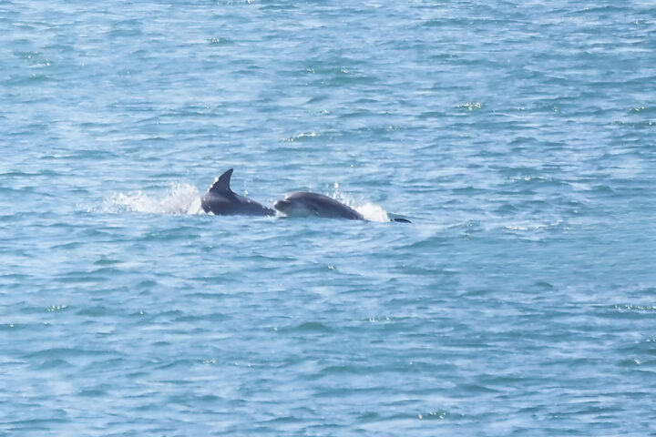 delfines k0oB RTdbPJNkhKQpD2n4PO3pLeP 1200x840@Las Provincias fotor 20260209112749