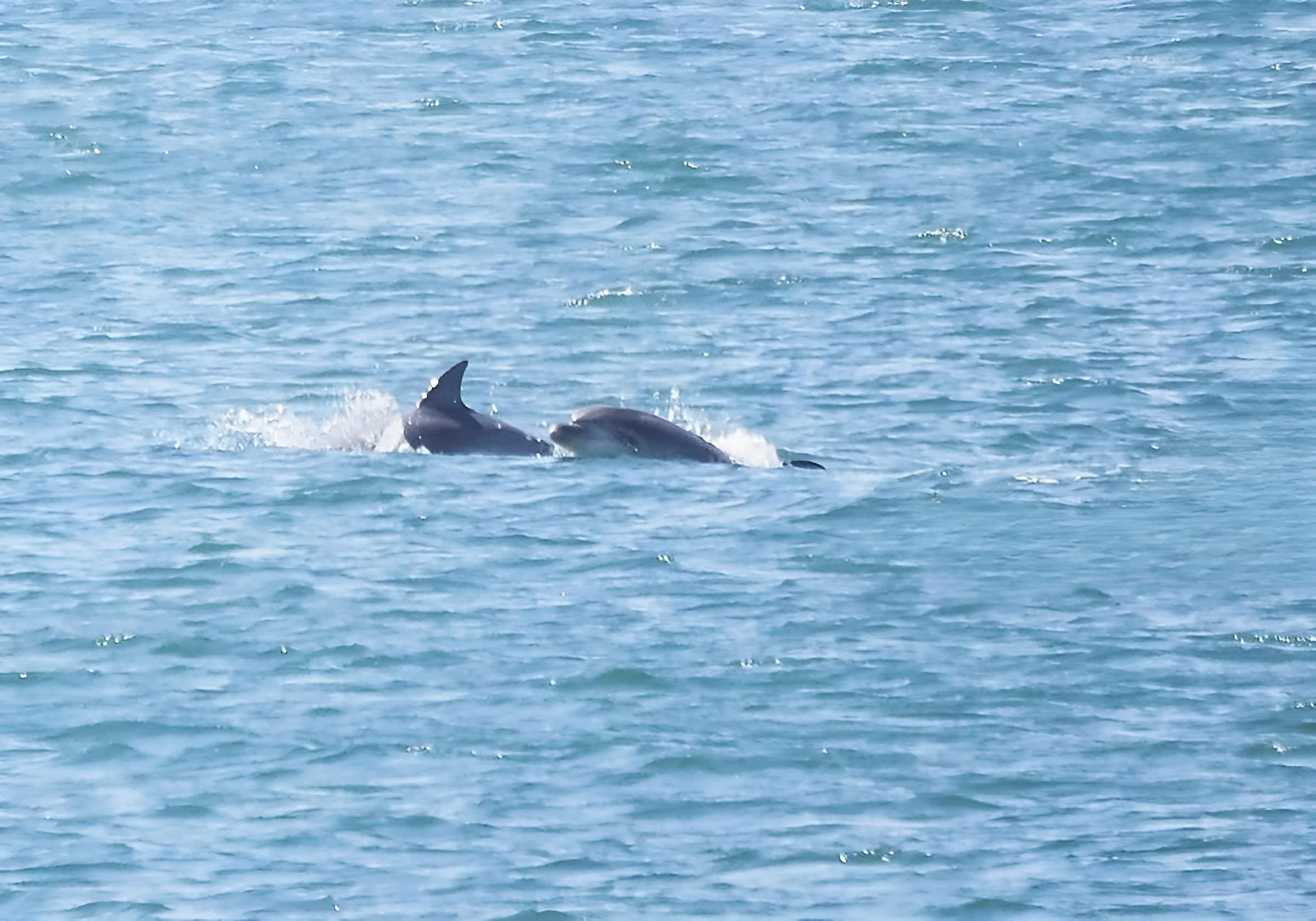 delfines k0oB RTdbPJNkhKQpD2n4PO3pLeP 1200x840@Las Provincias fotor 20260209112749