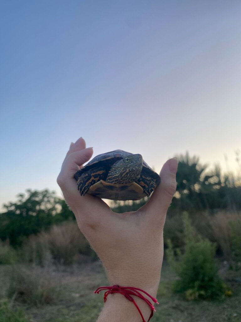 El Projecte Emys localiza 10 tortugas autoctonas en el rio Magre y certifica la ausencia de especies invasoras 4
